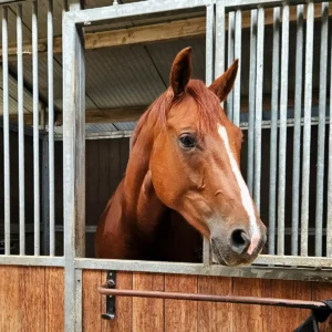Hermes paard