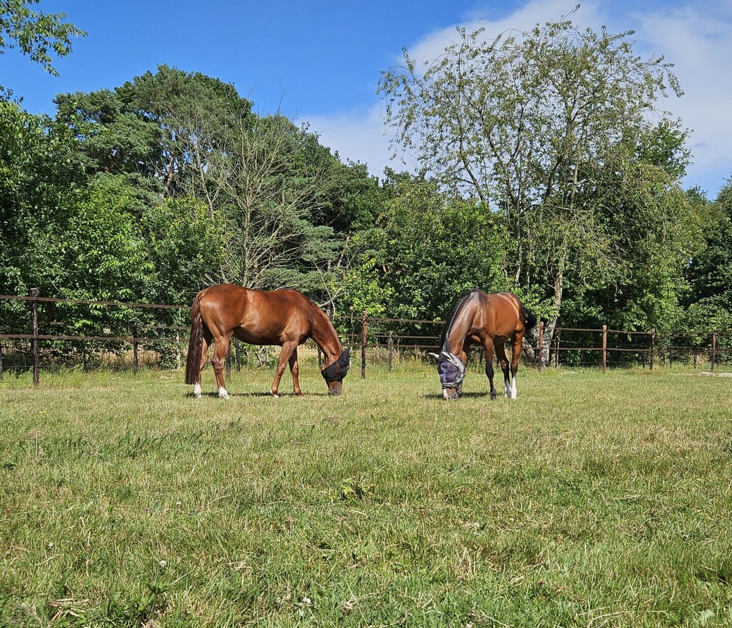 paard